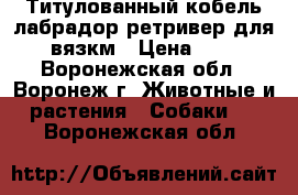 Титулованный кобель лабрадор ретривер для вязкм › Цена ­ 1 - Воронежская обл., Воронеж г. Животные и растения » Собаки   . Воронежская обл.